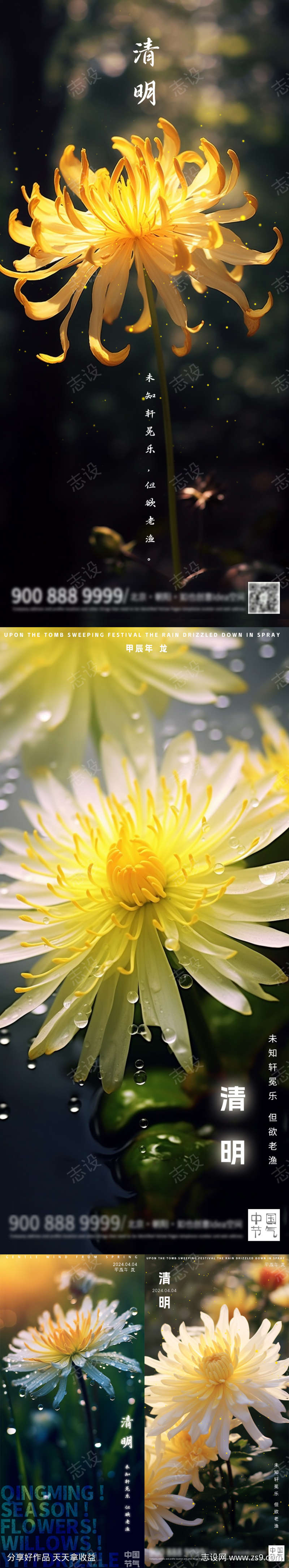 清明菊花摄影图版