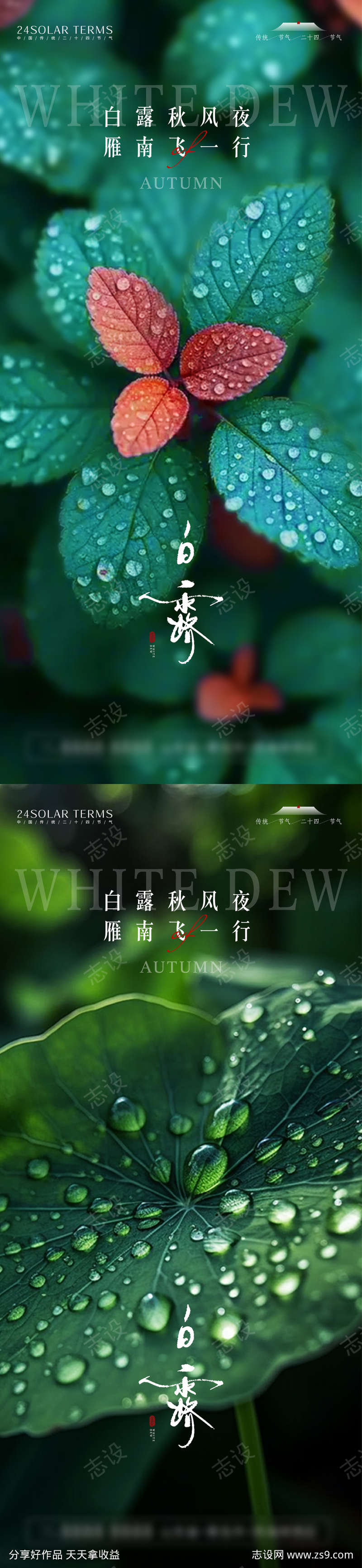 二十四节气白露海报